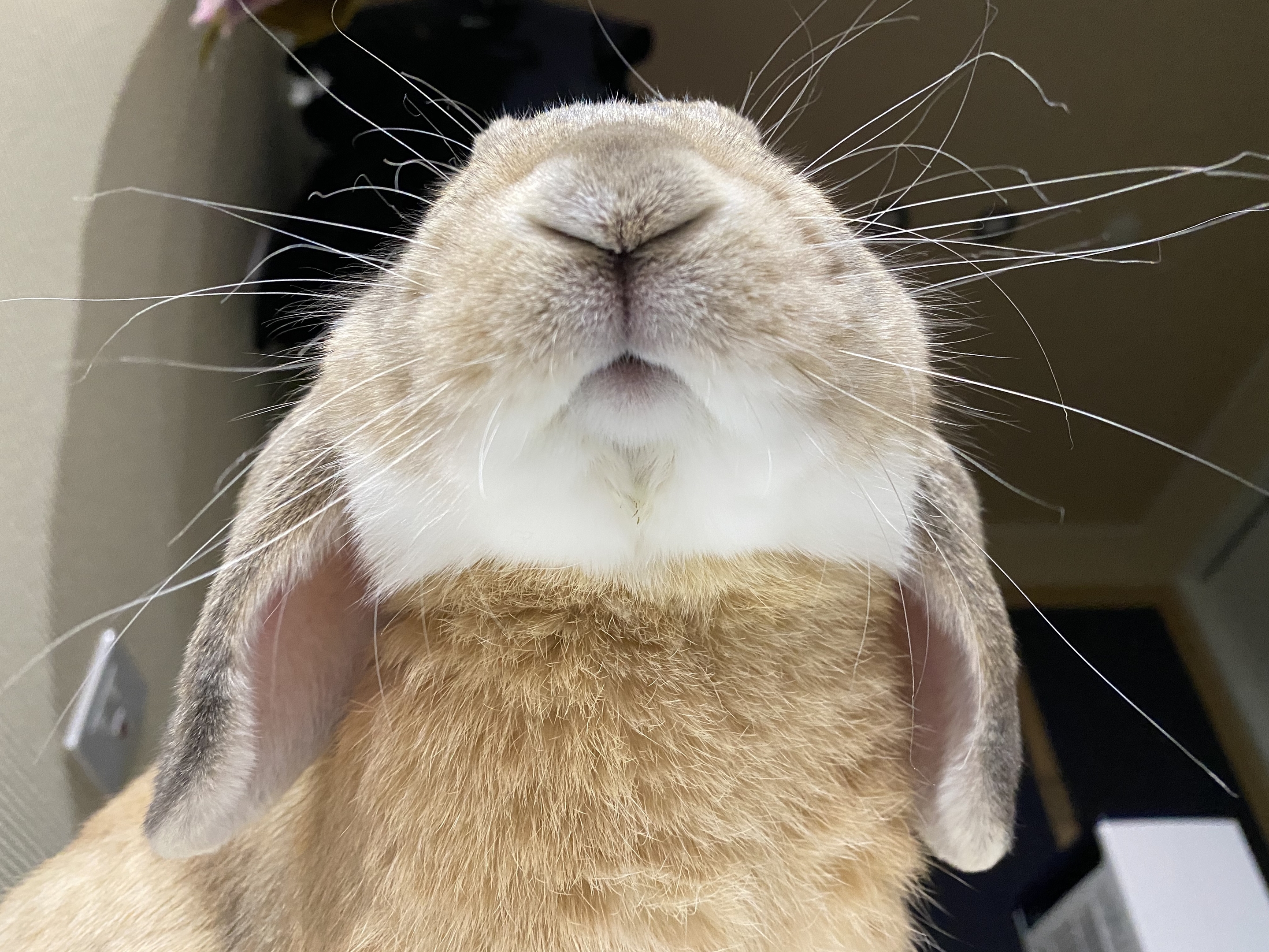 ウサギ