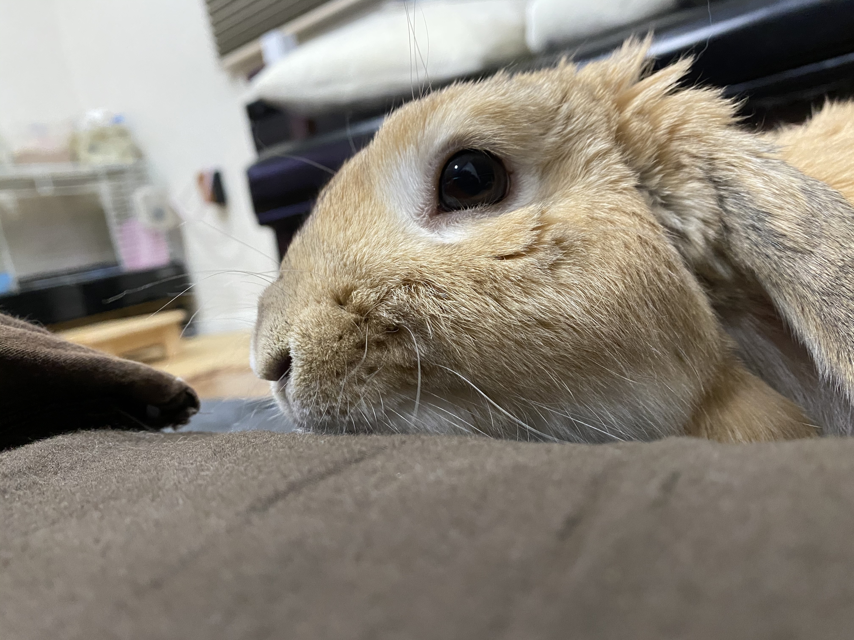 ウサギ