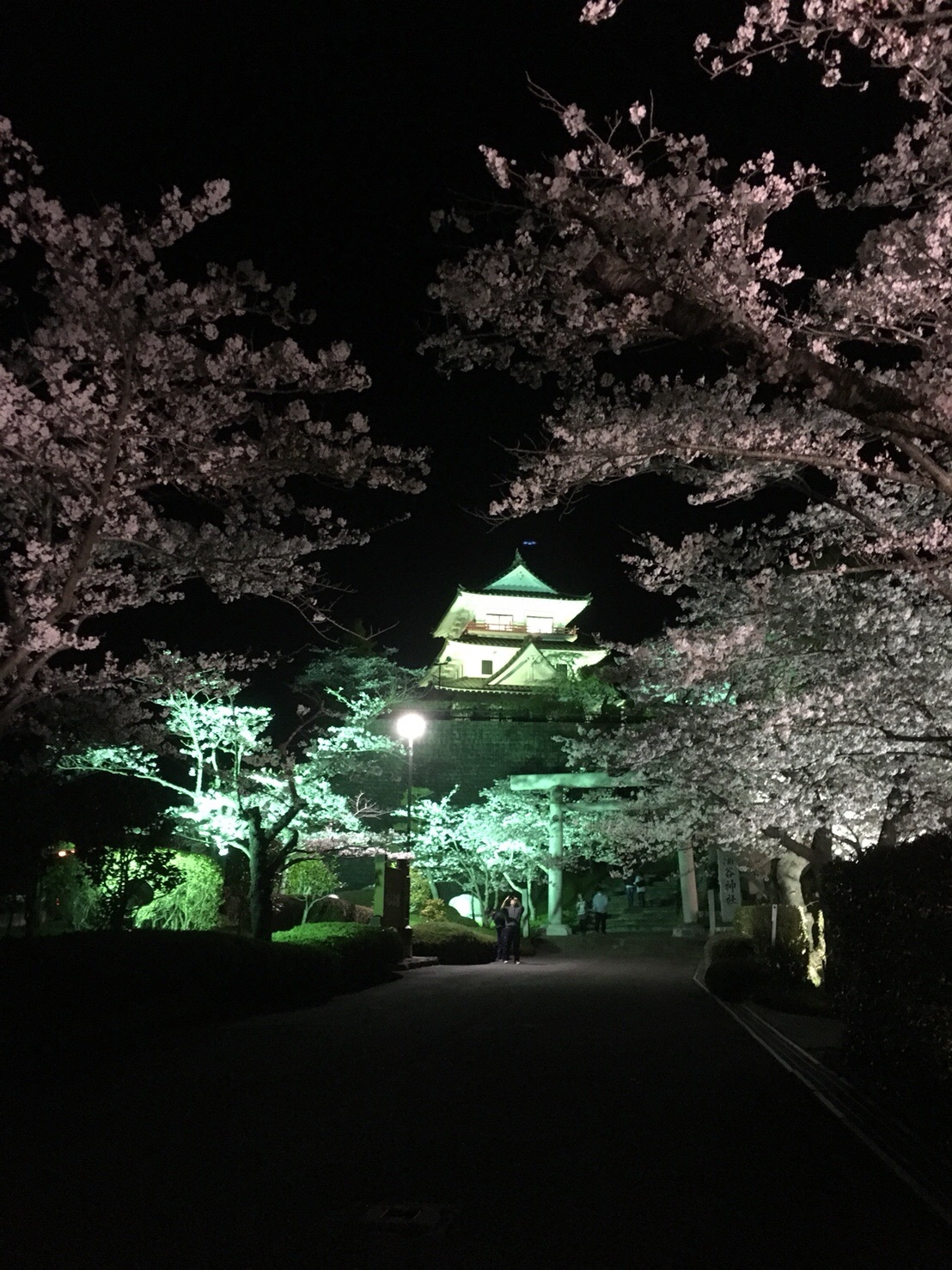 夜桜