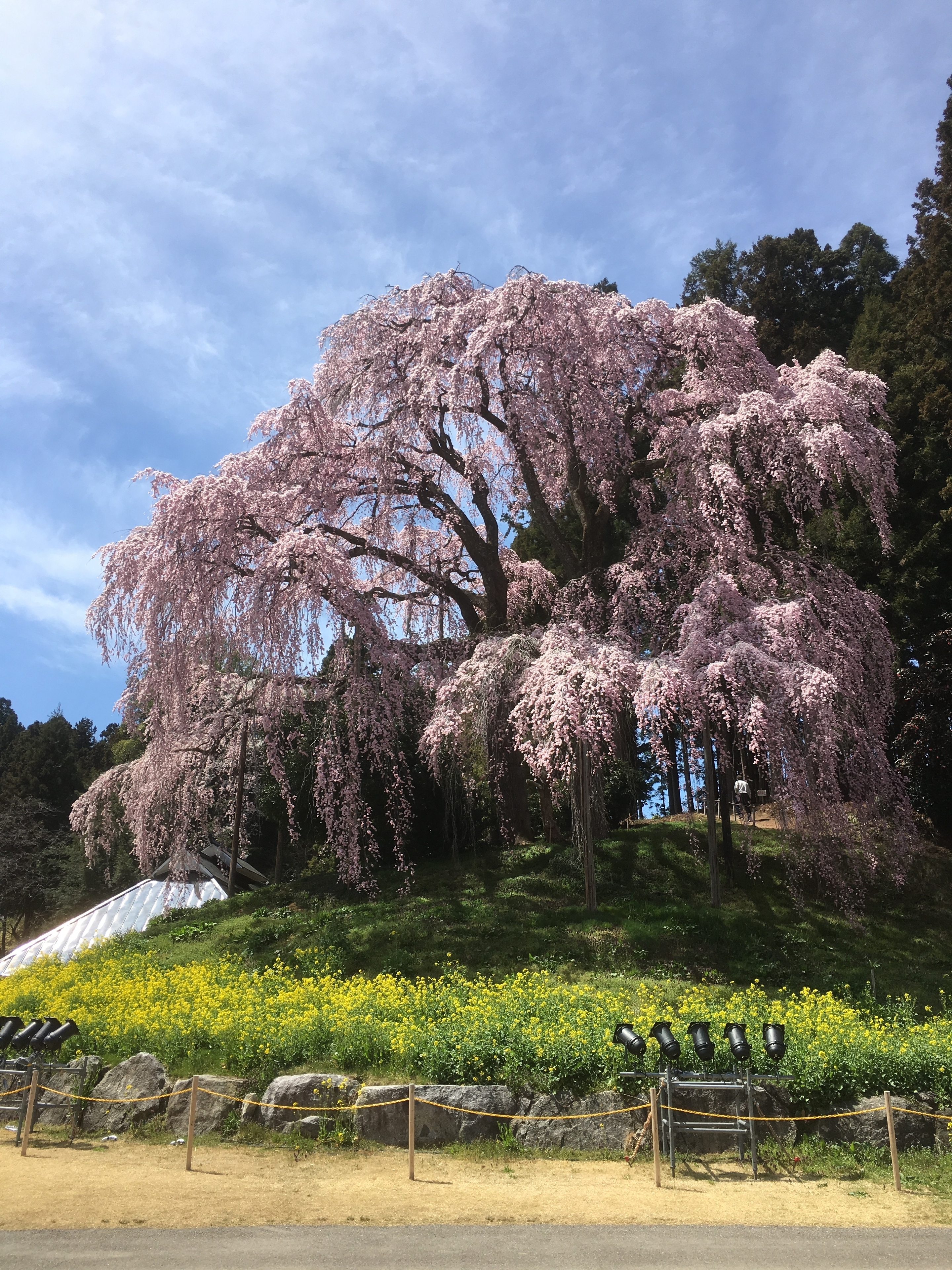 桜