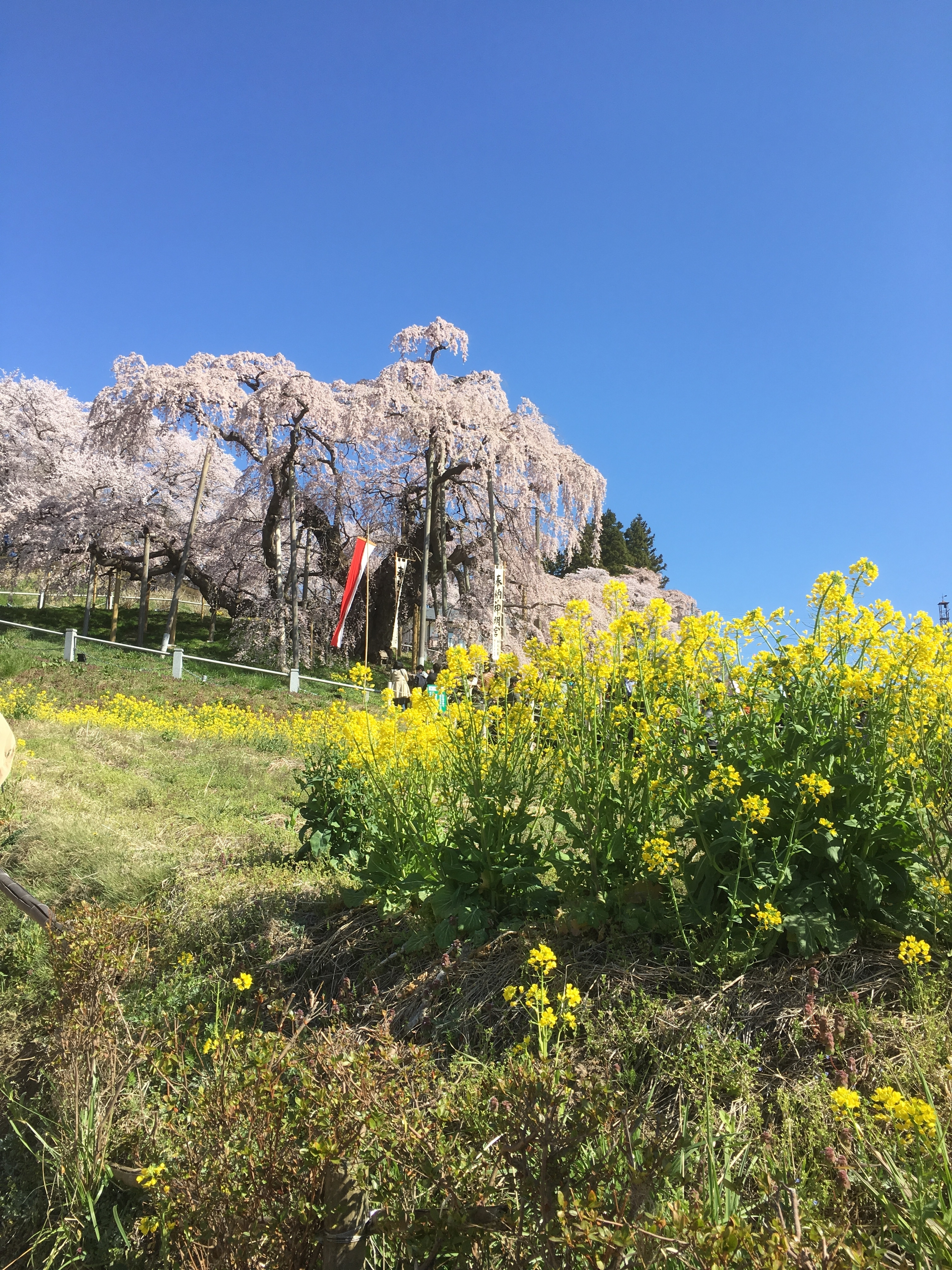 滝桜