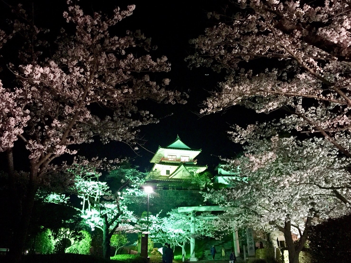 夜桜