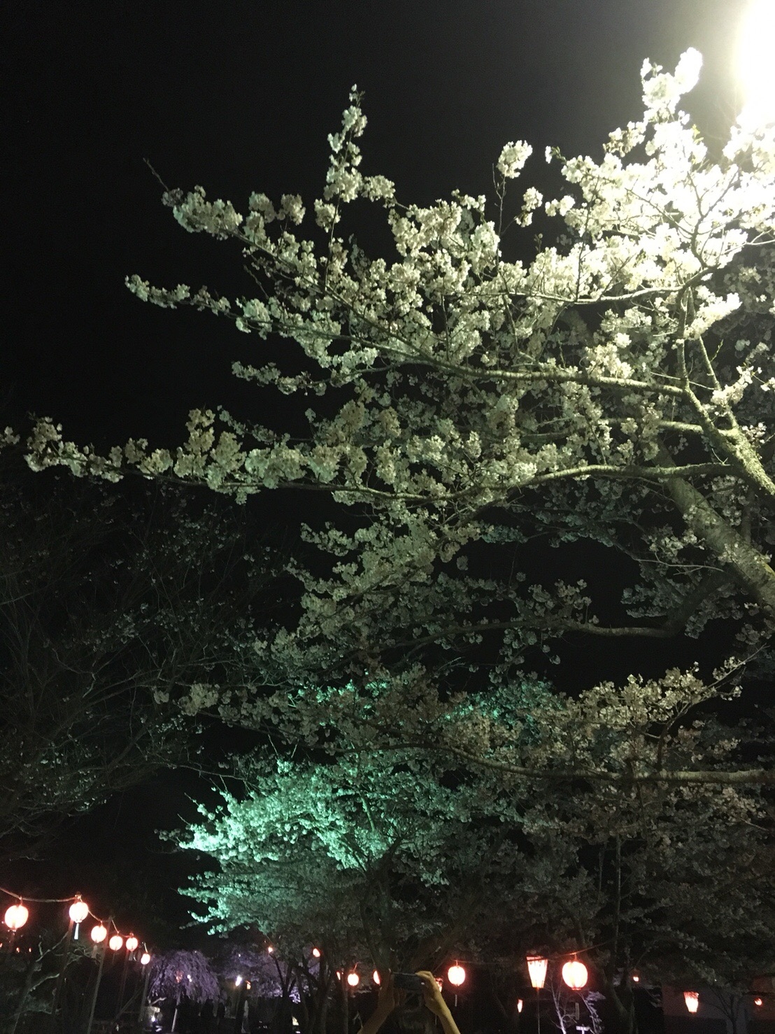 夜桜