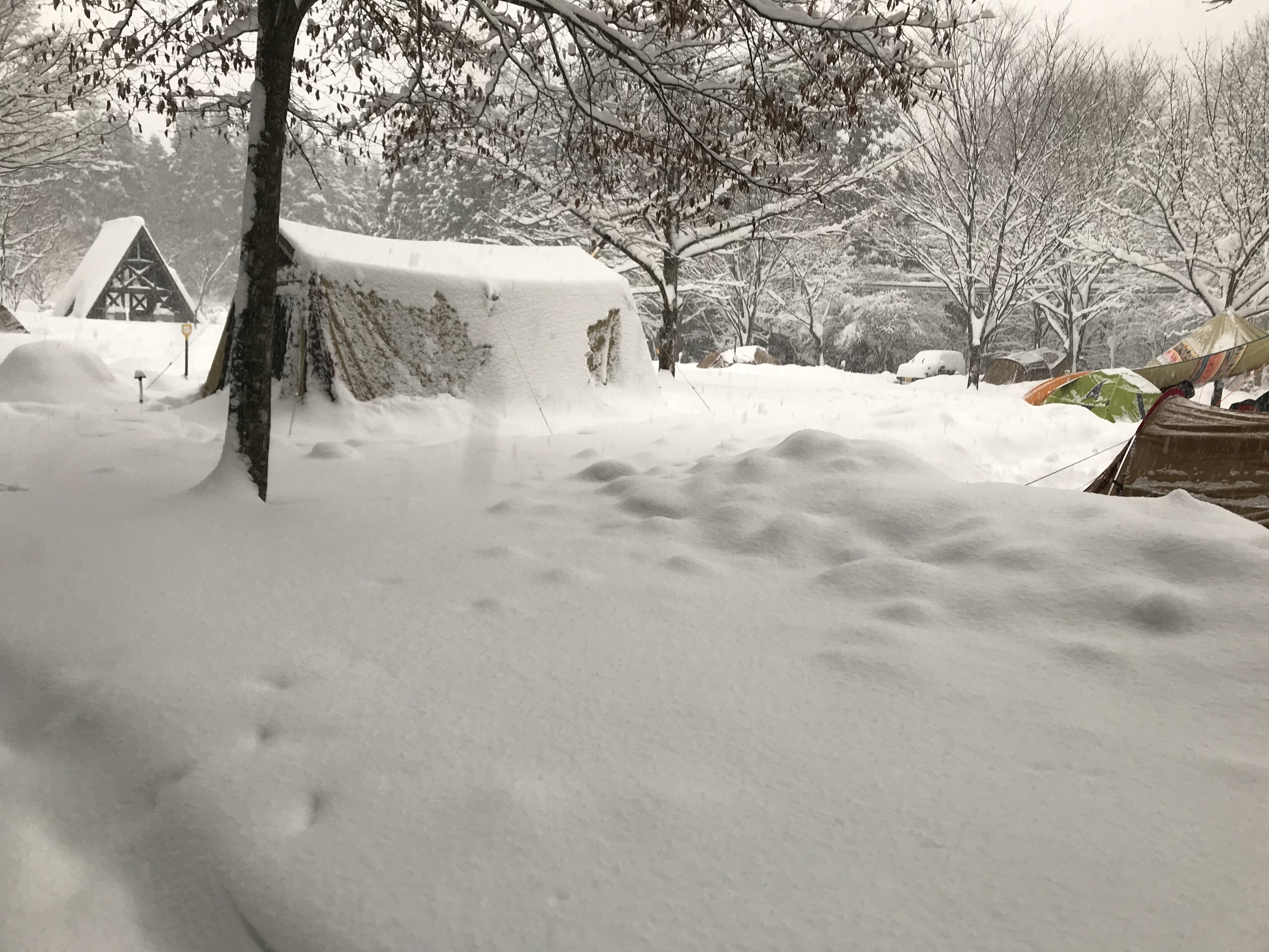 雪中