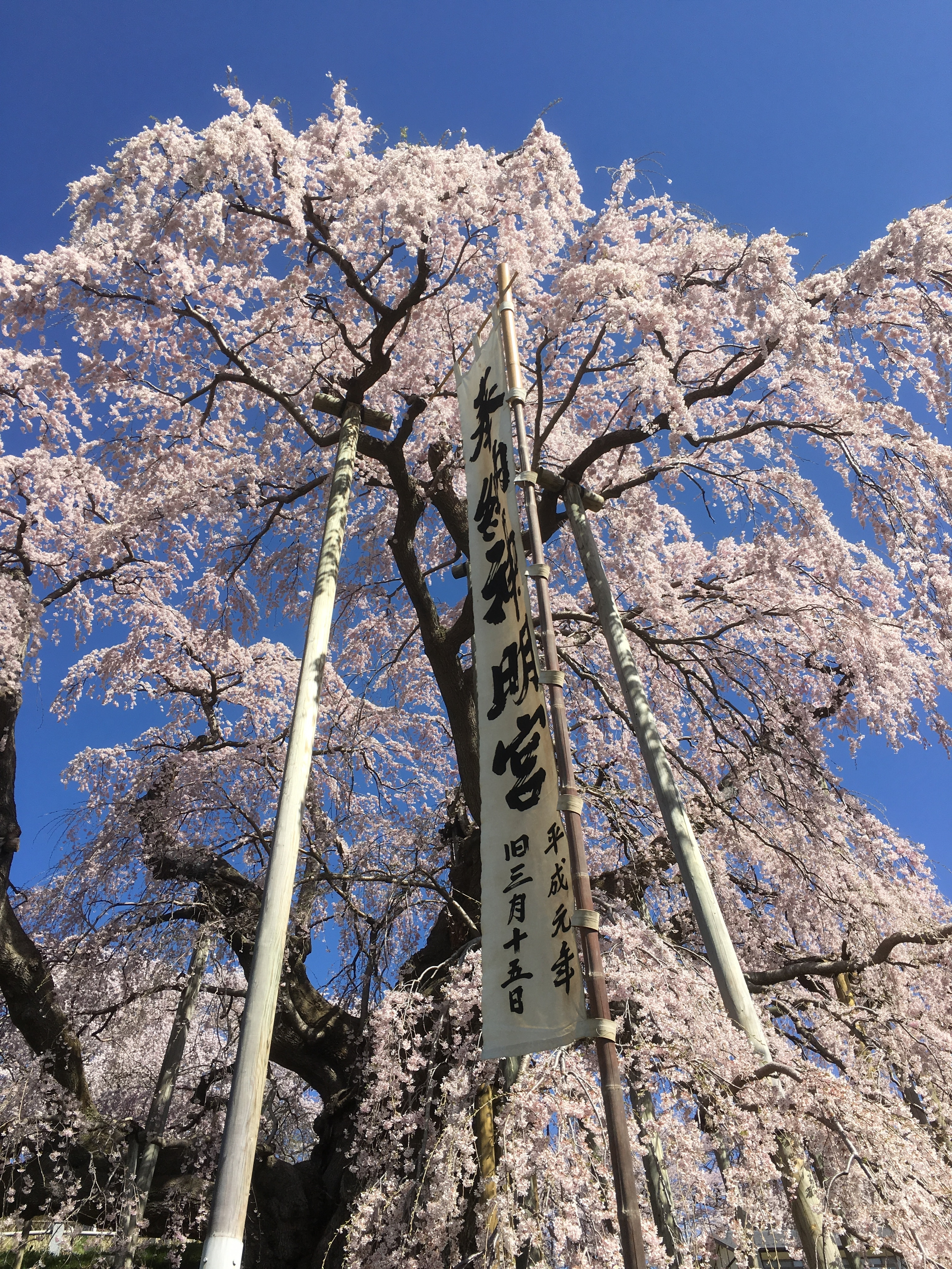 滝桜