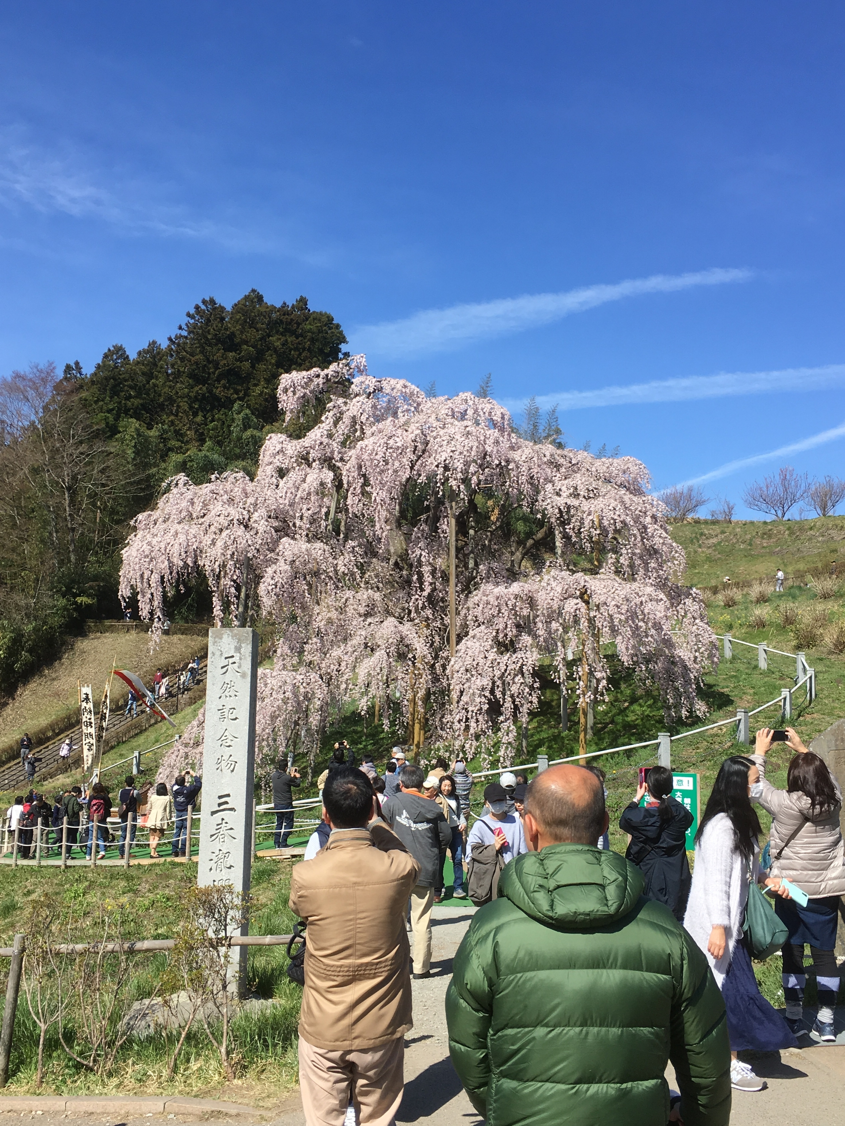 滝桜