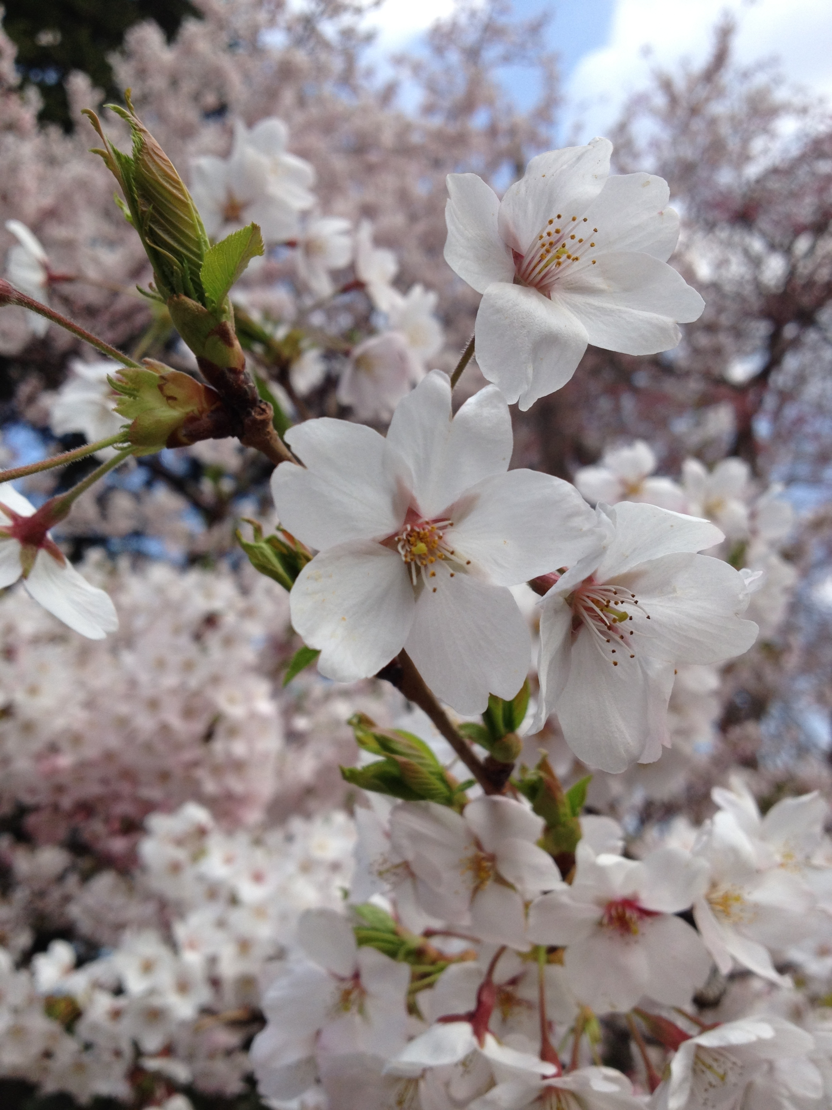数年前に撮った榴ヶ岡の桜