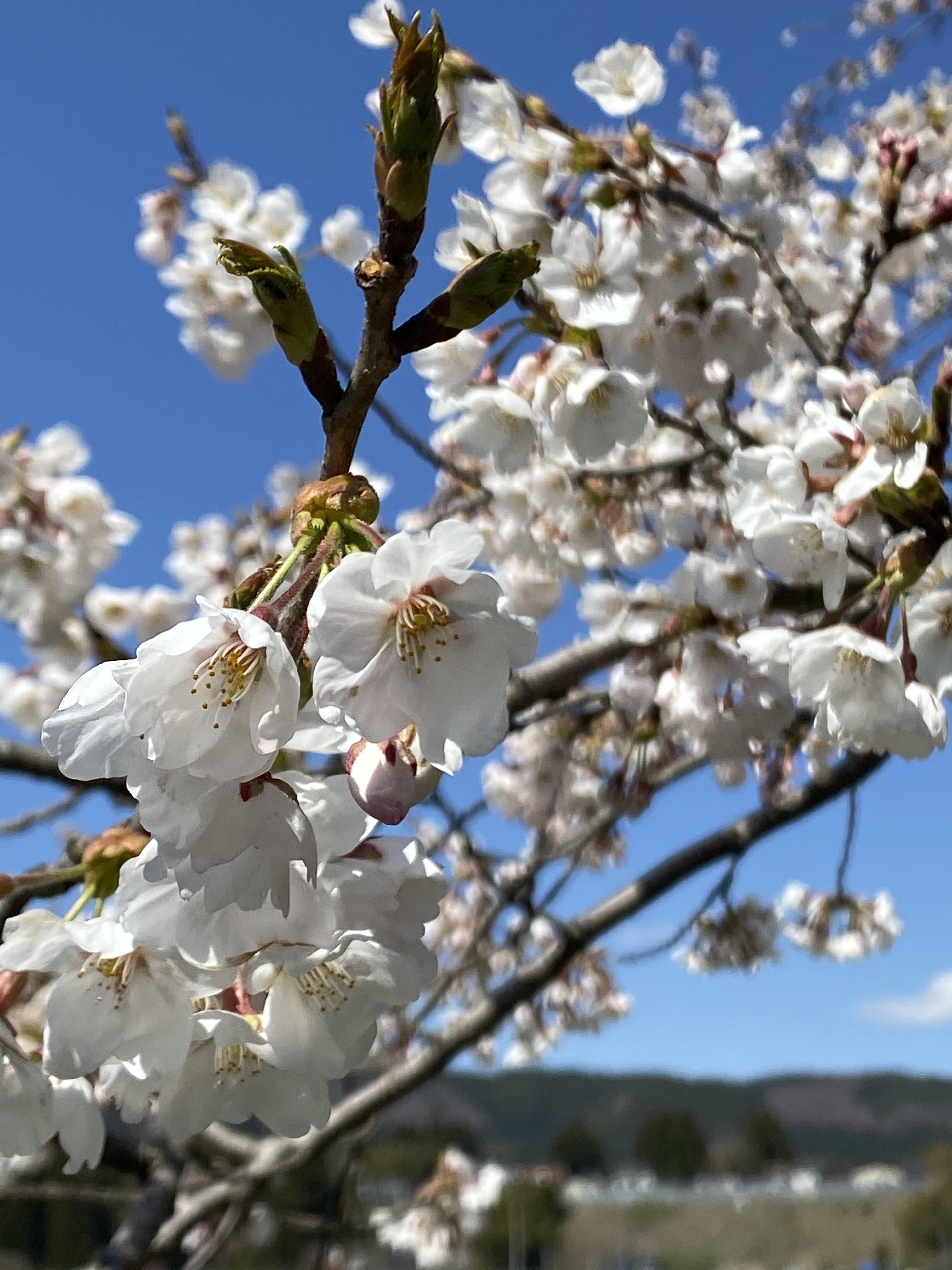 桜