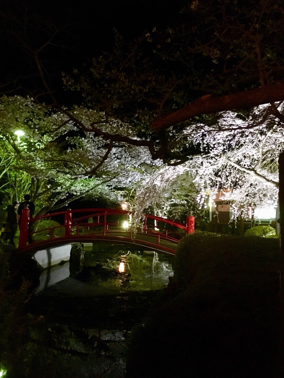 夜桜