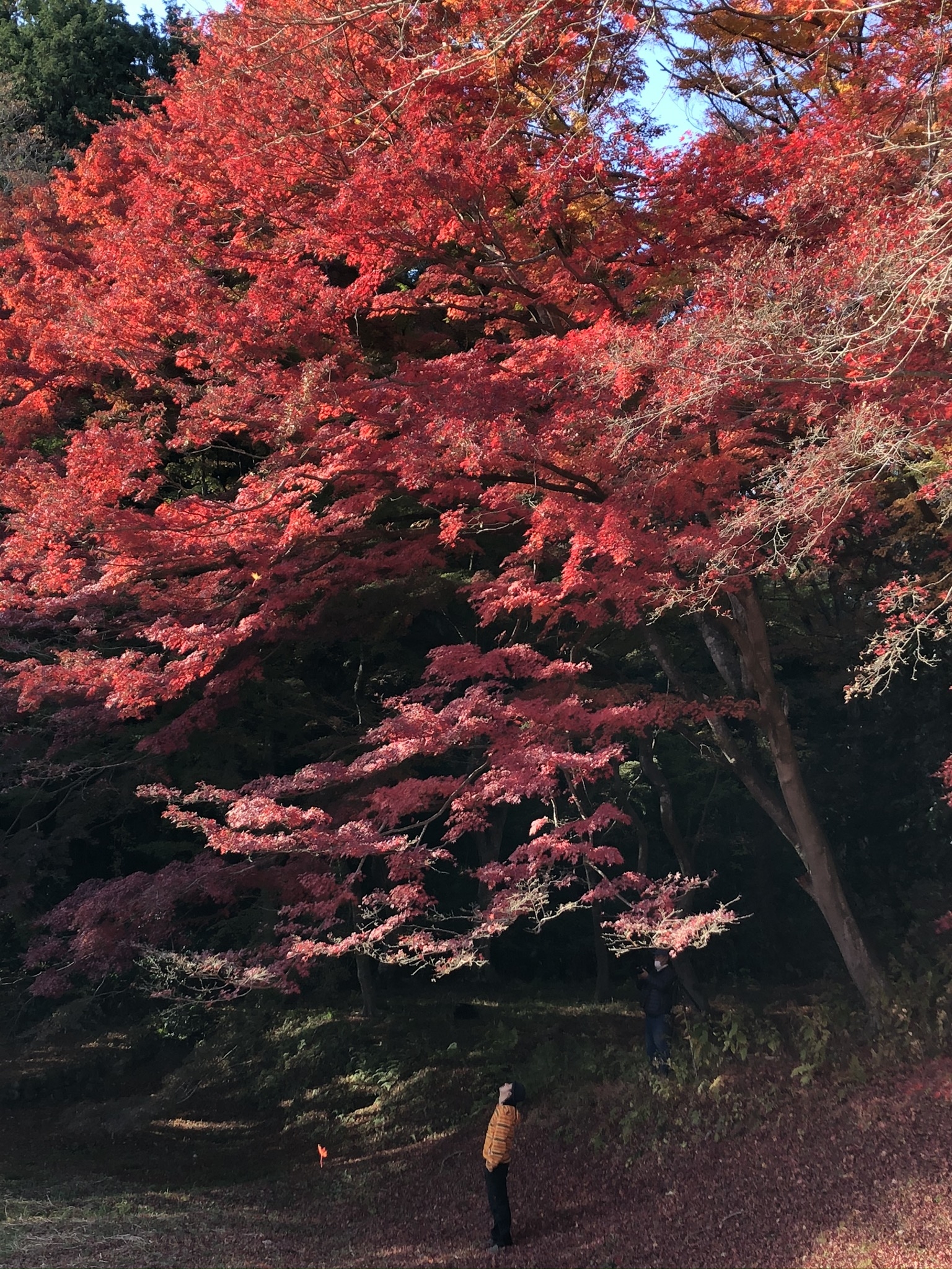 紅葉を見上げる