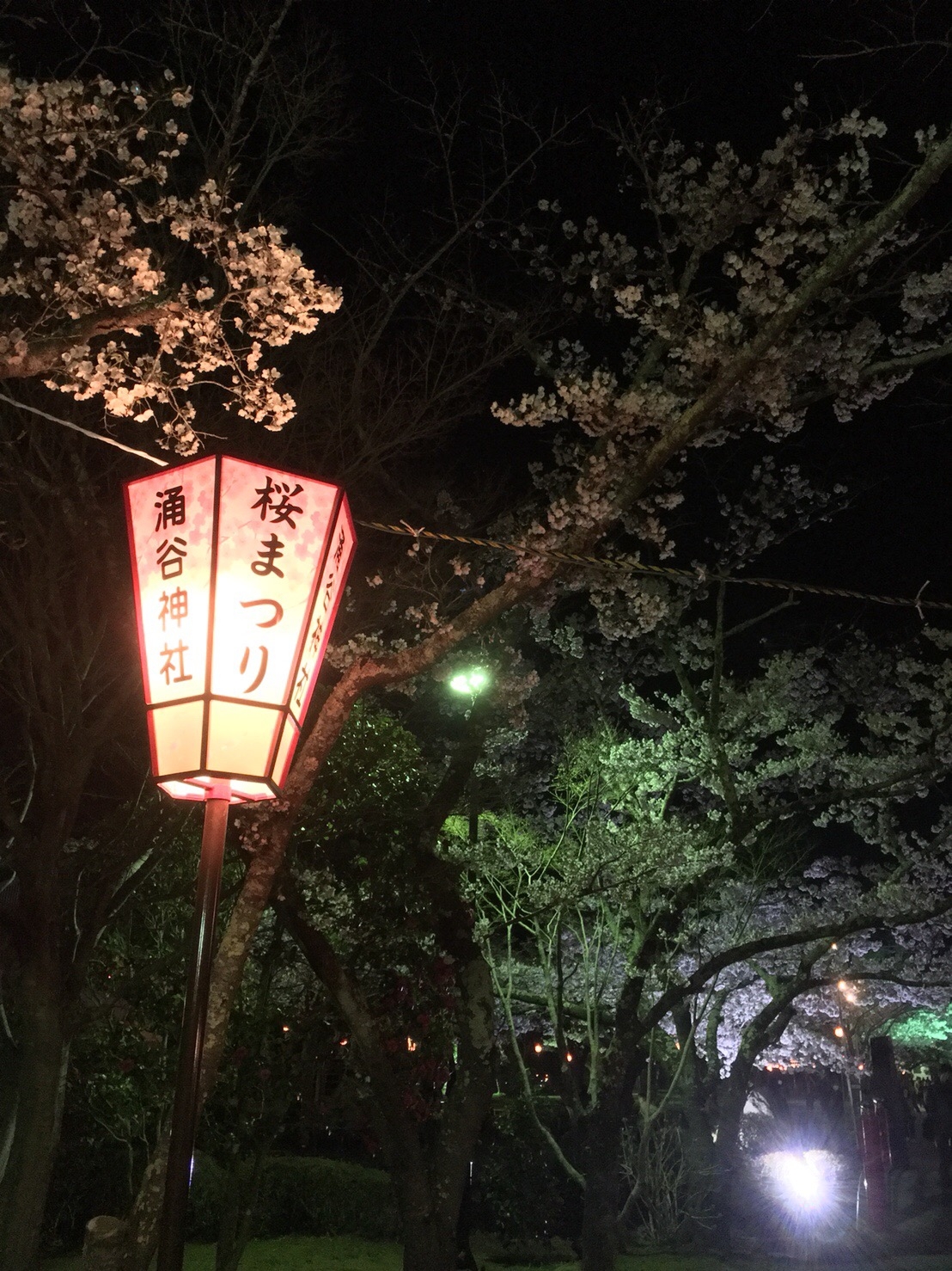 夜桜