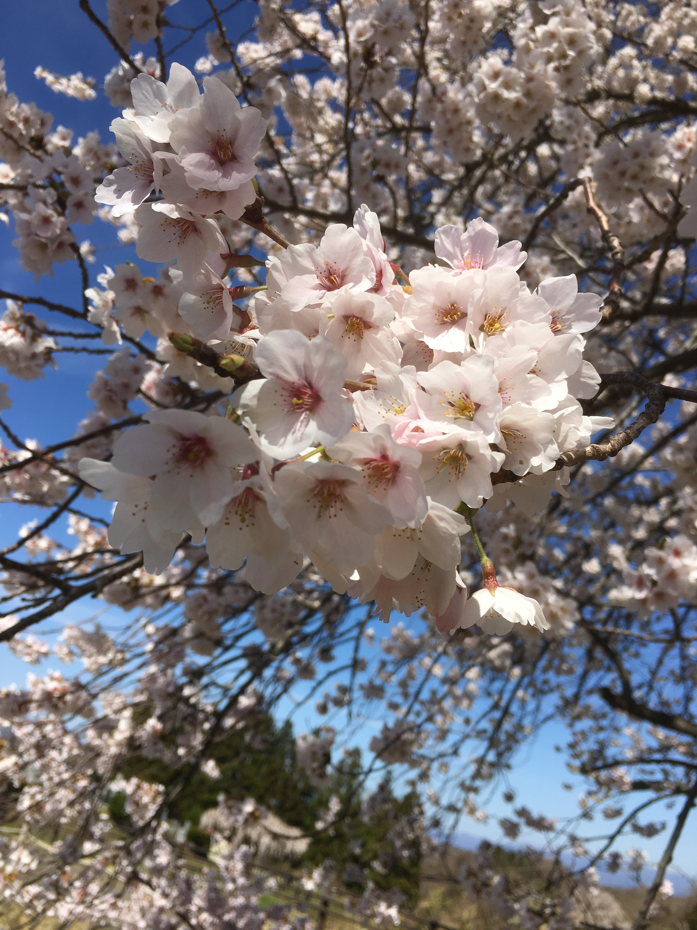 滝桜