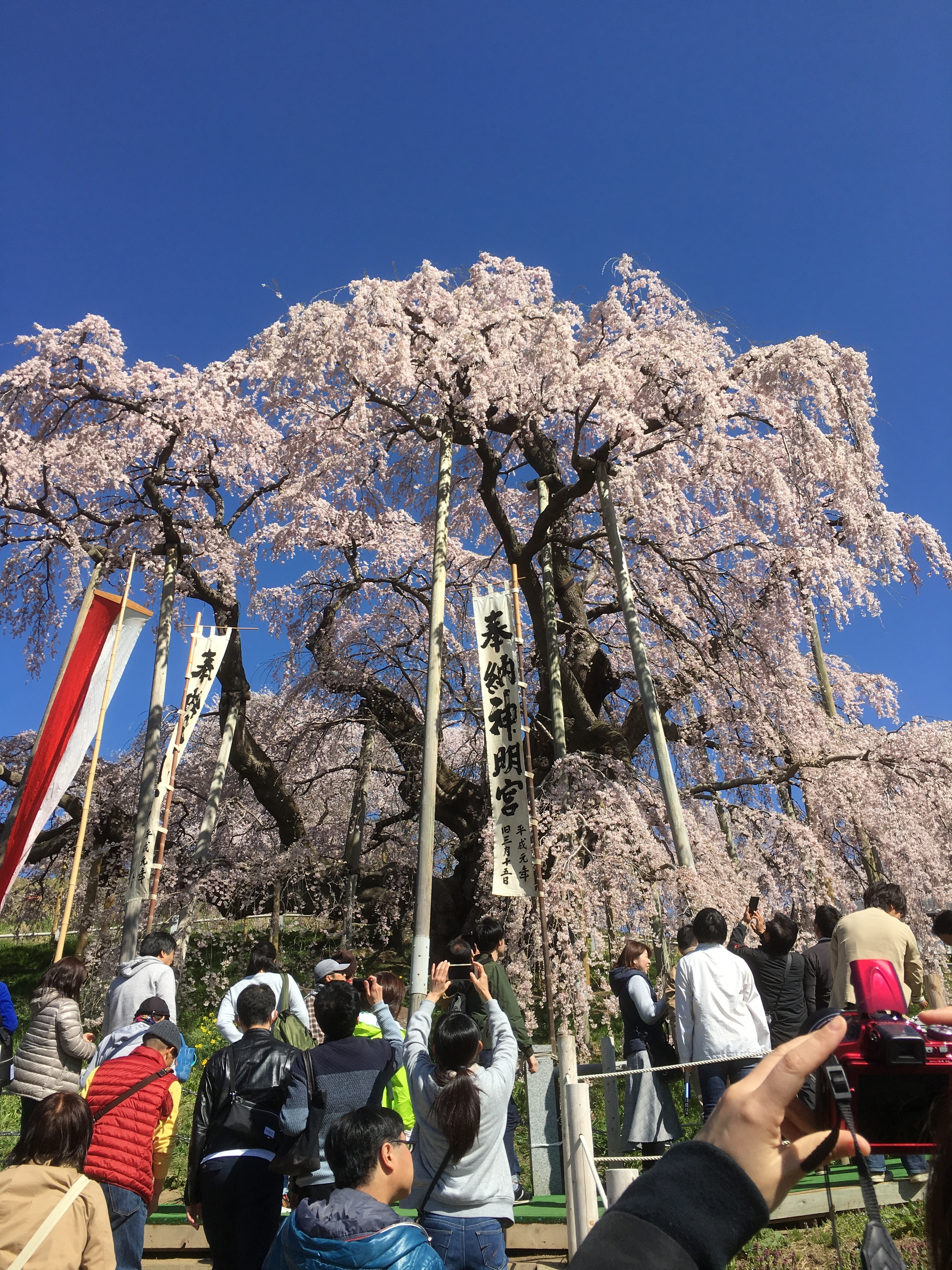 滝桜