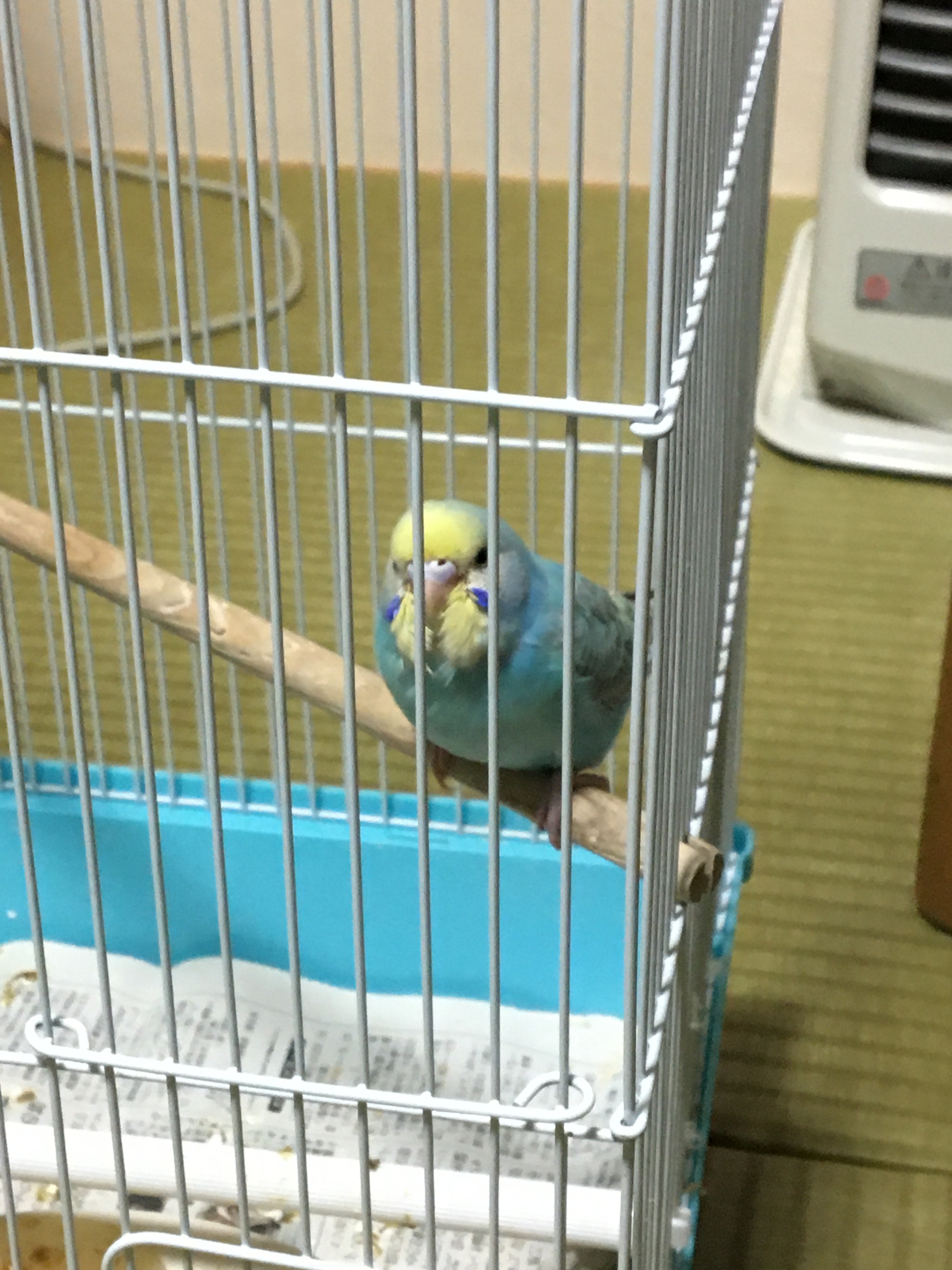 インコ