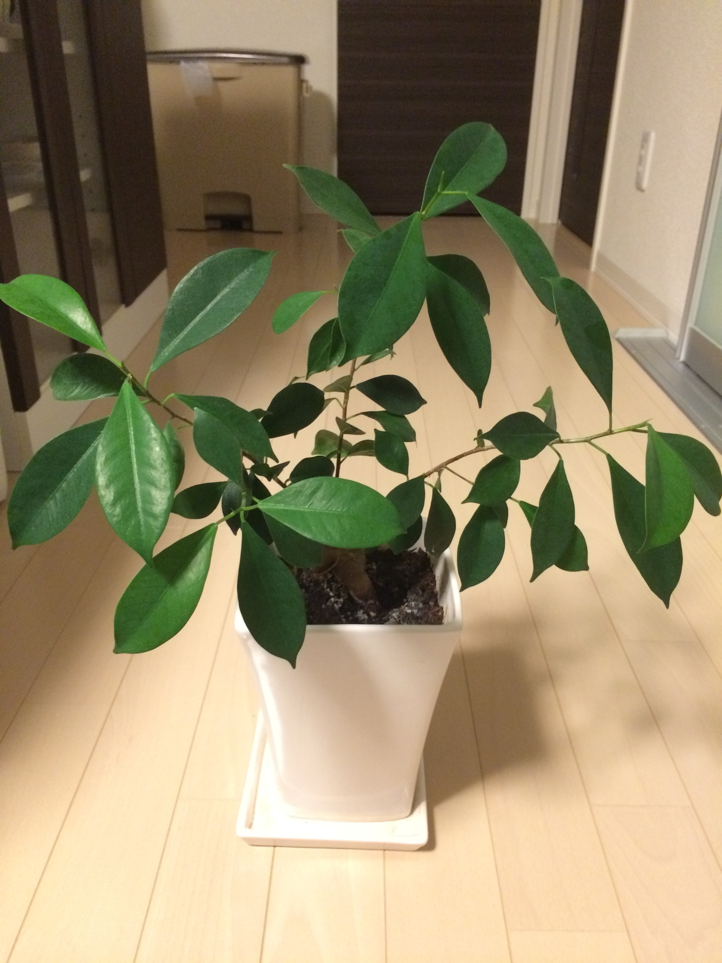 観葉植物