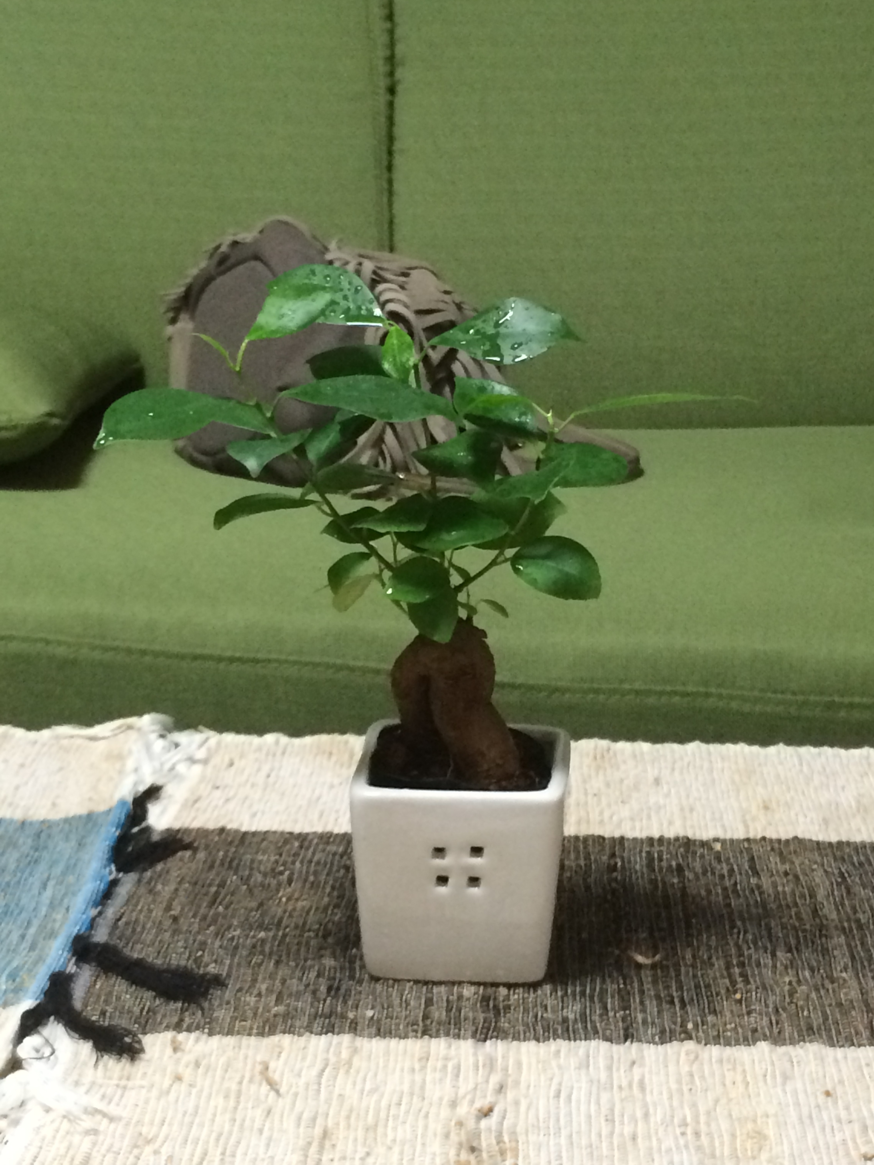 観葉植物